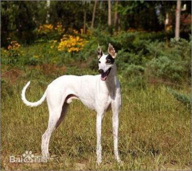 宠物狗大全免费观看,什么狗最好养又听话又聪明大型犬