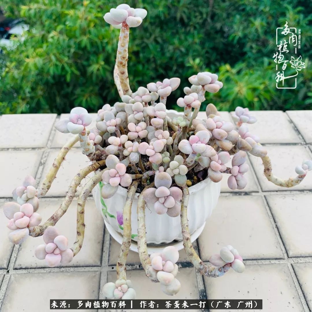 在冬日阳光下，记一个多肉小白的养肉历程