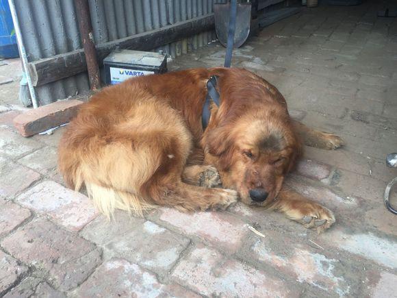 长期被虐待狗狗表情,被虐待的狗狗还能继续养不