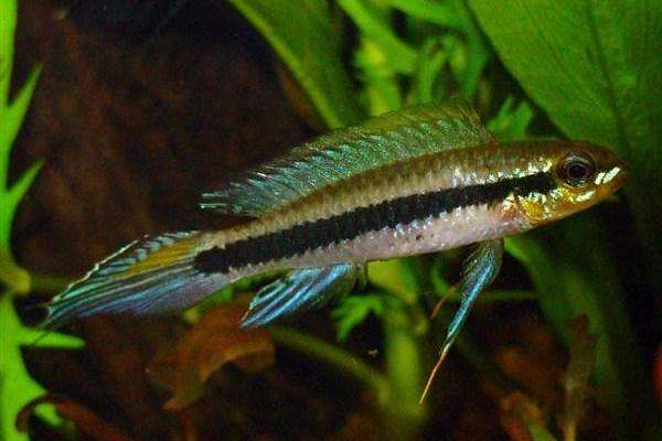 养观赏鱼小知识大全,养观赏鱼知识大全