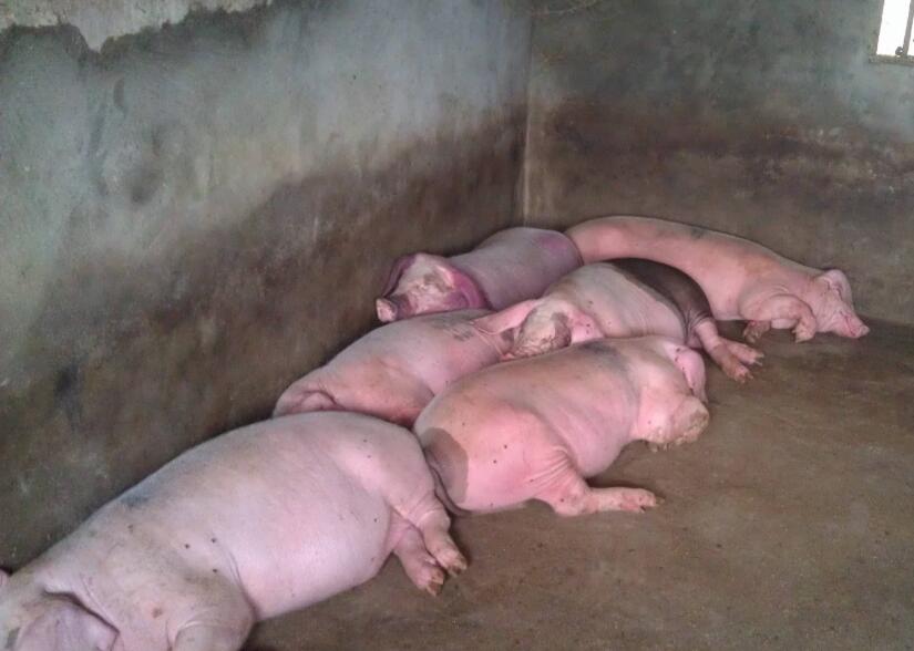 家里的猪流鼻涕是什么原因？其实“病”不简单，不一定就是感冒