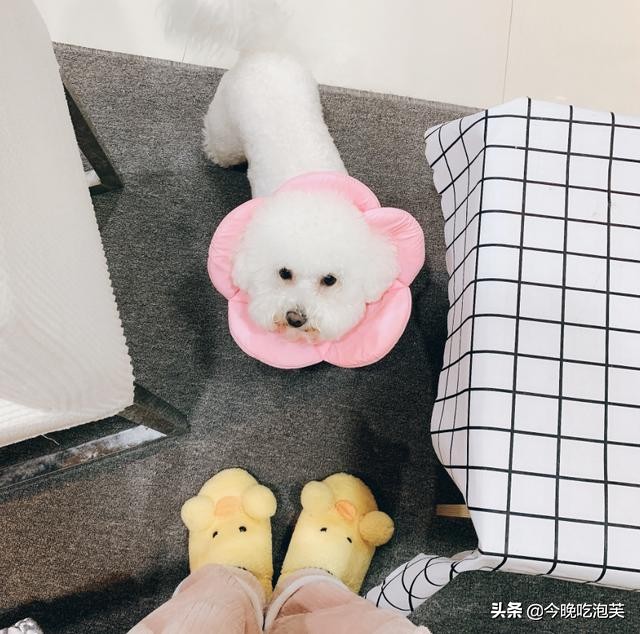 比熊犬挑食怎么办,比熊犬挑食可以吃维生素吗