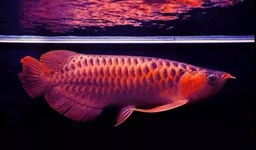 养龙鱼知识大全,龙鱼的起源与产地水族馆