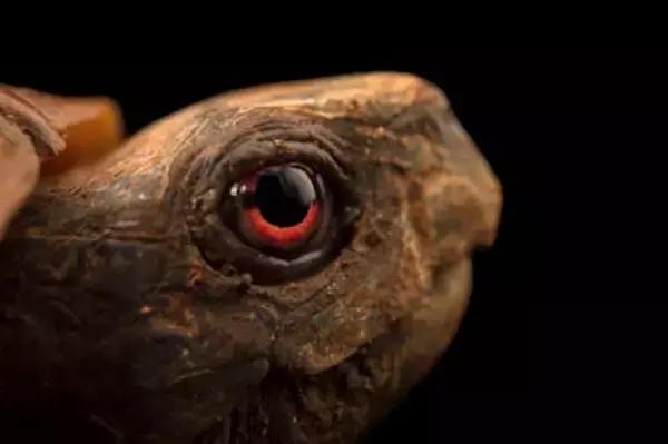 八角灵龟是不是保护动物,锯缘龟八角灵龟