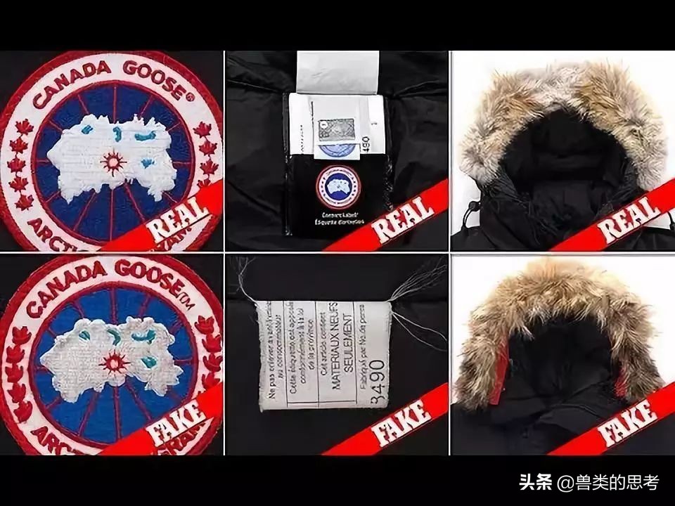 鹅猫相爱记：“加拿大鹅”情人节高调示爱天猫！究竟怎么回事？