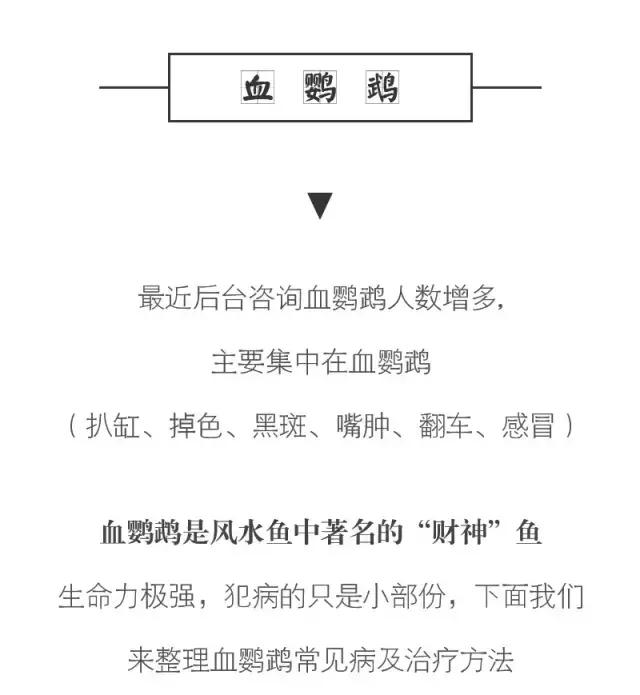 血鹦鹉鱼疾病和治疗方法,红鹦鹉怎么治疗最有效