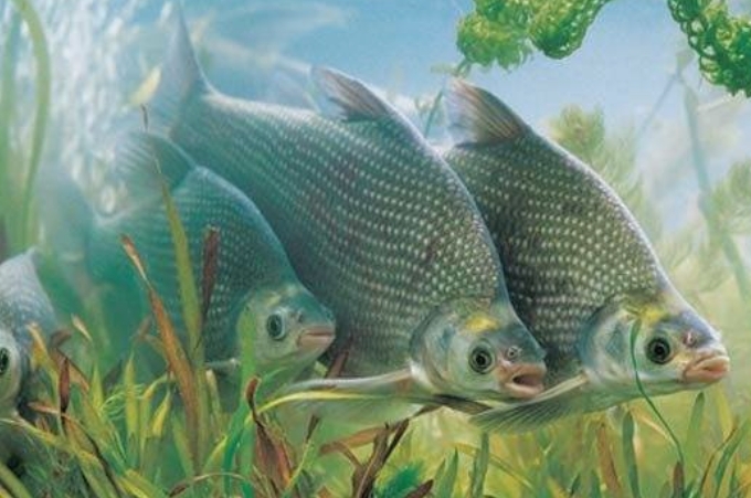 不吹不黑实战,不吹不黑正确评价