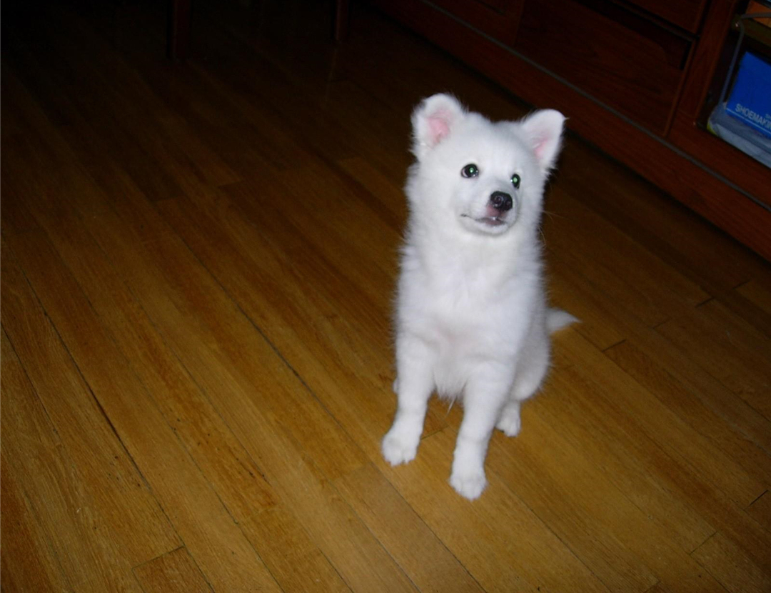 银狐犬应该怎么在家里喂养?在它吃东西的时候,不要打扰它