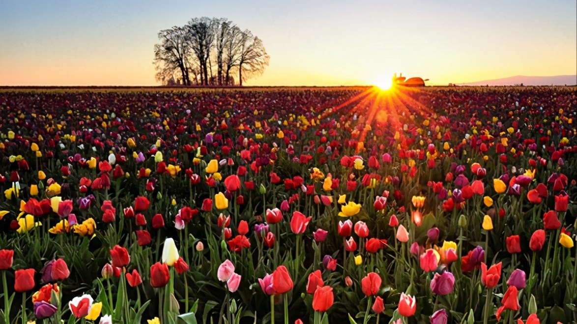 郁金香泡沫谁挣了钱,郁金香引发的金融泡沫