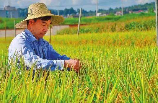 三伏四十天什么时候入伏,三伏总共多少天什么时间入伏