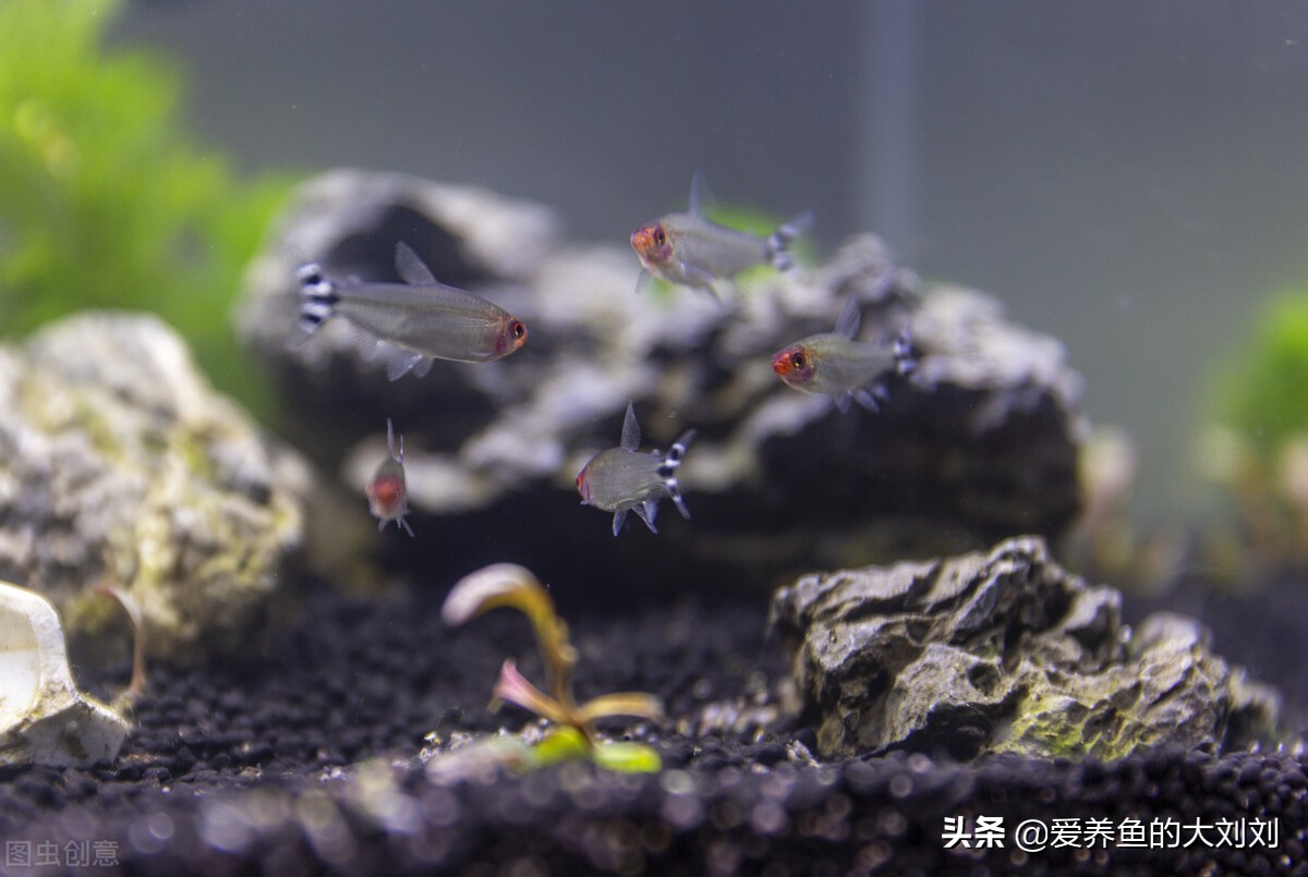 属龙属狗属马属虎养鱼养几条为宜,在院子水缸里养鱼适合养几条