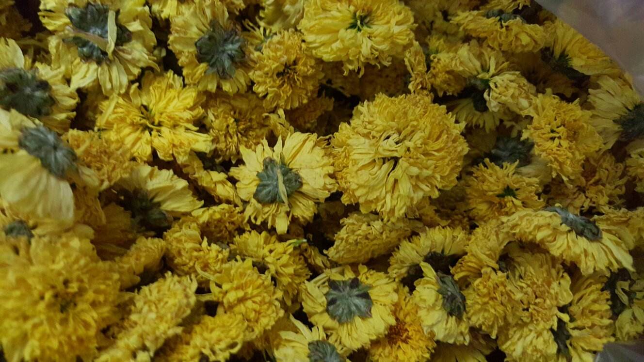 菊花有哪些虫害和危害,菊花有没有被硫磺熏过的鉴别方法