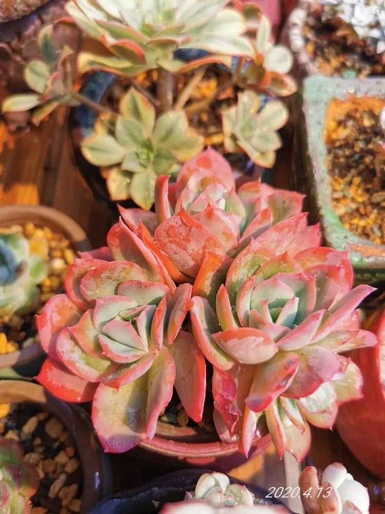 人生就像养多肉一样,人生如同养多肉时间不会怠慢