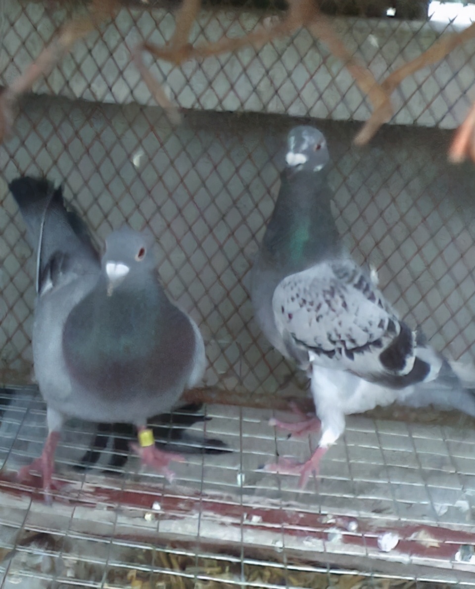 杀鸽子不放血,杀鸽子不放血的正确做法