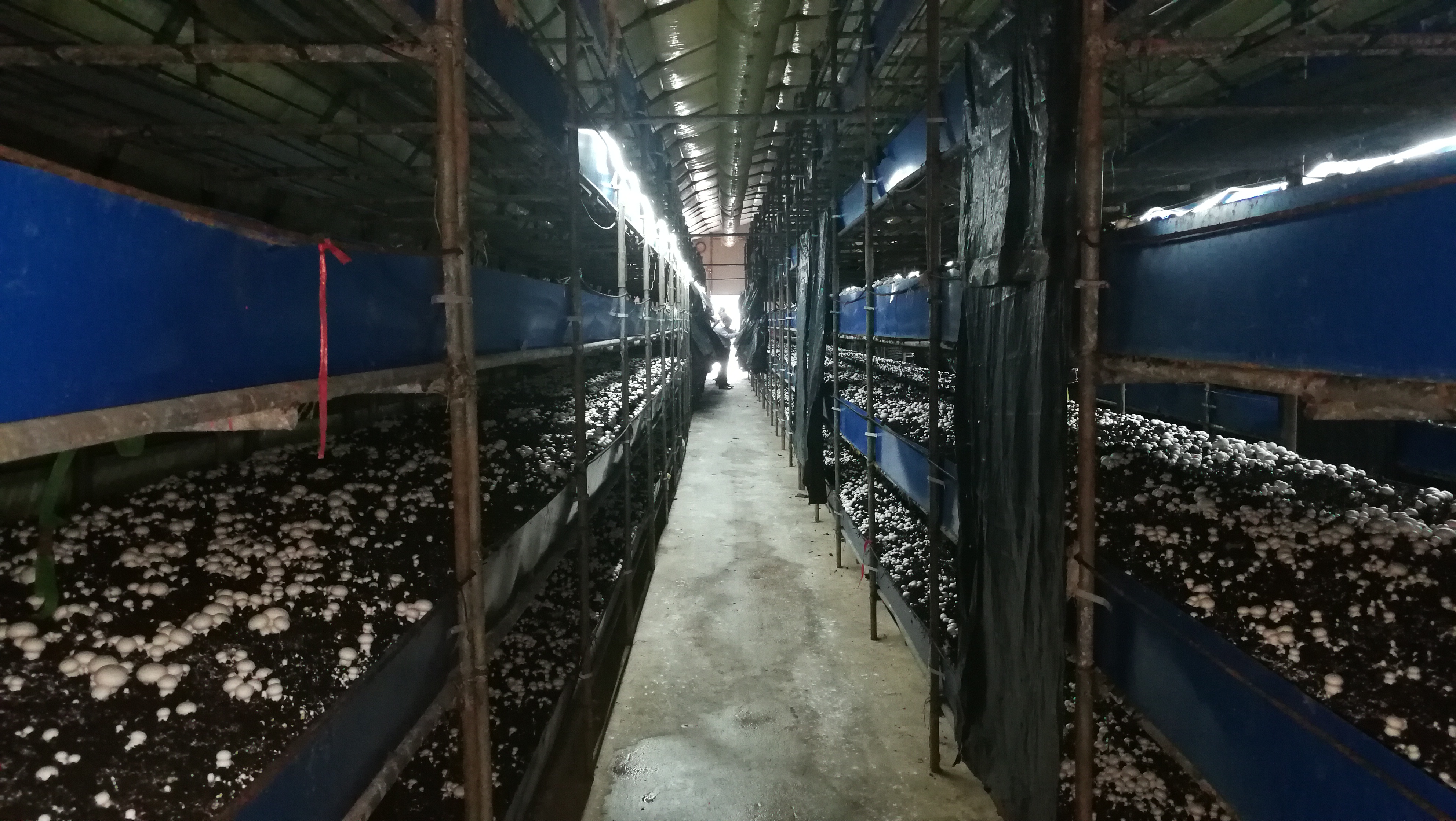 种植蘑菇一亩地能赚多少钱,种植100平方蘑菇每年能挣多少钱