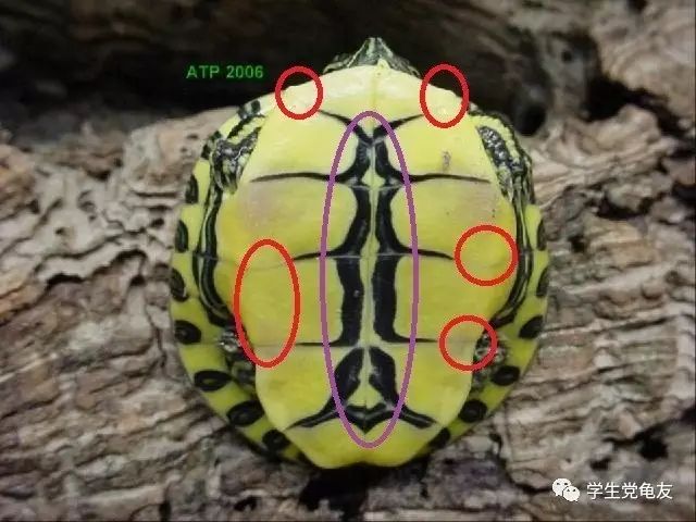 真假李逵——我们买到的“大河甜甜圈”是何许龟也?