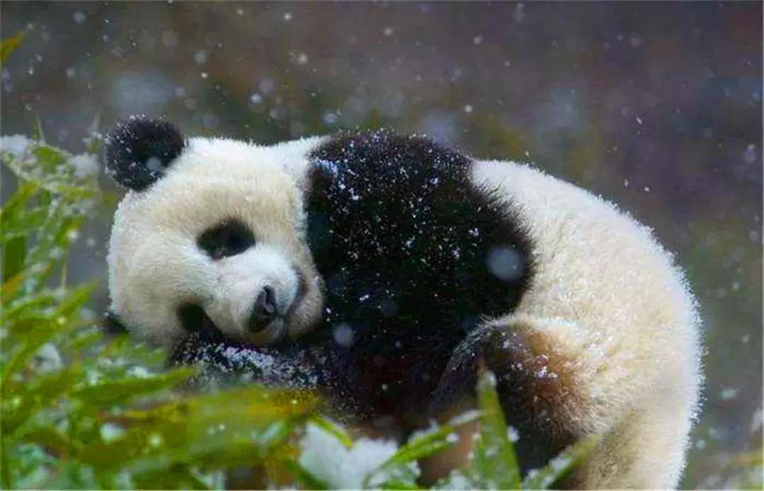 安倍访华欲再租大熊猫，旅日熊猫或将突破十只，住所已安排妥当！