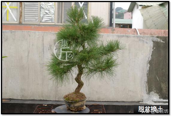 黑松盆景快速成型技术 (怎么让黑松盆景增粗变老不长高)