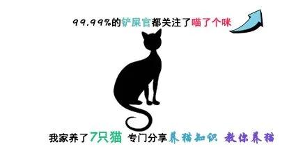 三个月猫咪呕吐的原因及处理方法,猫咪呕吐怎么办才好