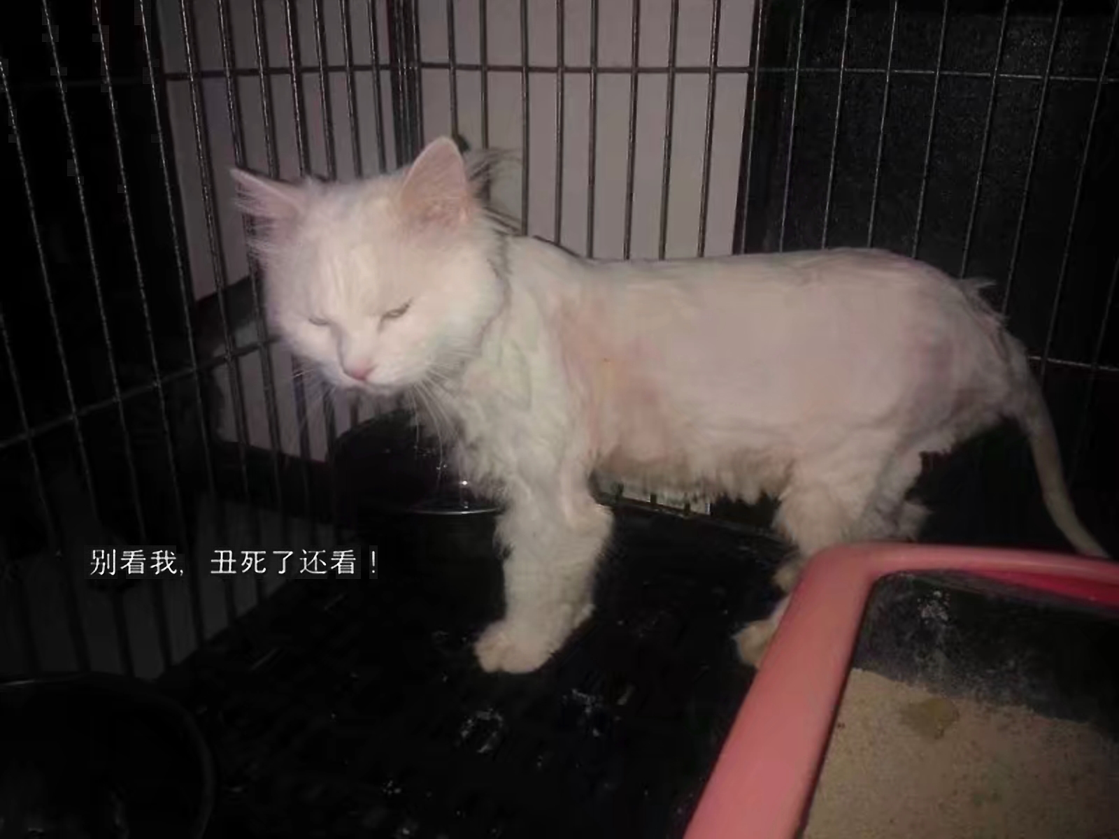 搞笑幽默一句话图片大全,幽默搞笑对话段子图片带字大全