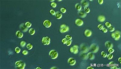 清一藏药护肤品,清一藏药化妆品