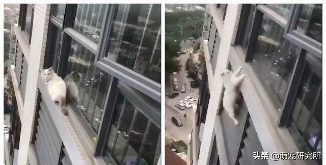 猫咪意外坠楼死了灵魂在家吗,猫死在窗户下好不好