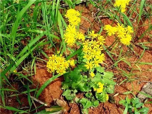 那些常见却叫不上名字的野花野草,常见的野花野草却是农家之宝