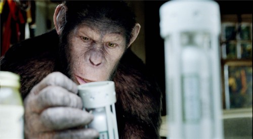 人类和猩猩有共同祖先吗,人类和大猩猩基因相似的原因