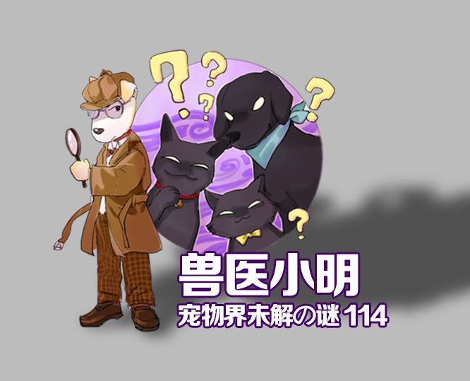 怎么样可以给狗狗美毛,狗狗美毛用什么比较好