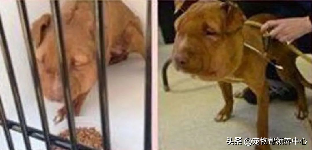 狗狗脑袋上长脓包是什么病,狗狗犬瘟头肿