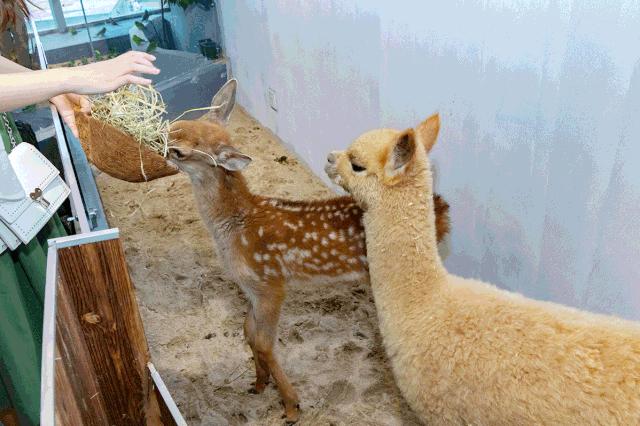 39.9元羊驼,羊驼门票抖音团购