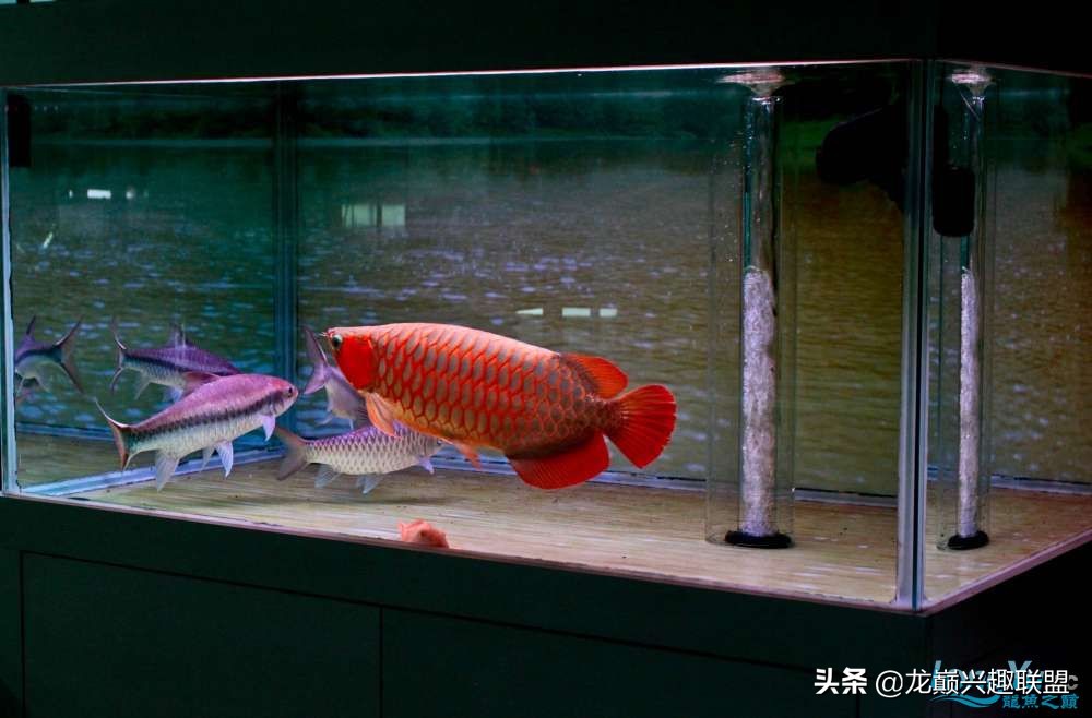 龙鱼受惊后关灯静养还是开灯,龙鱼刚到家应该开灯还是关灯静养