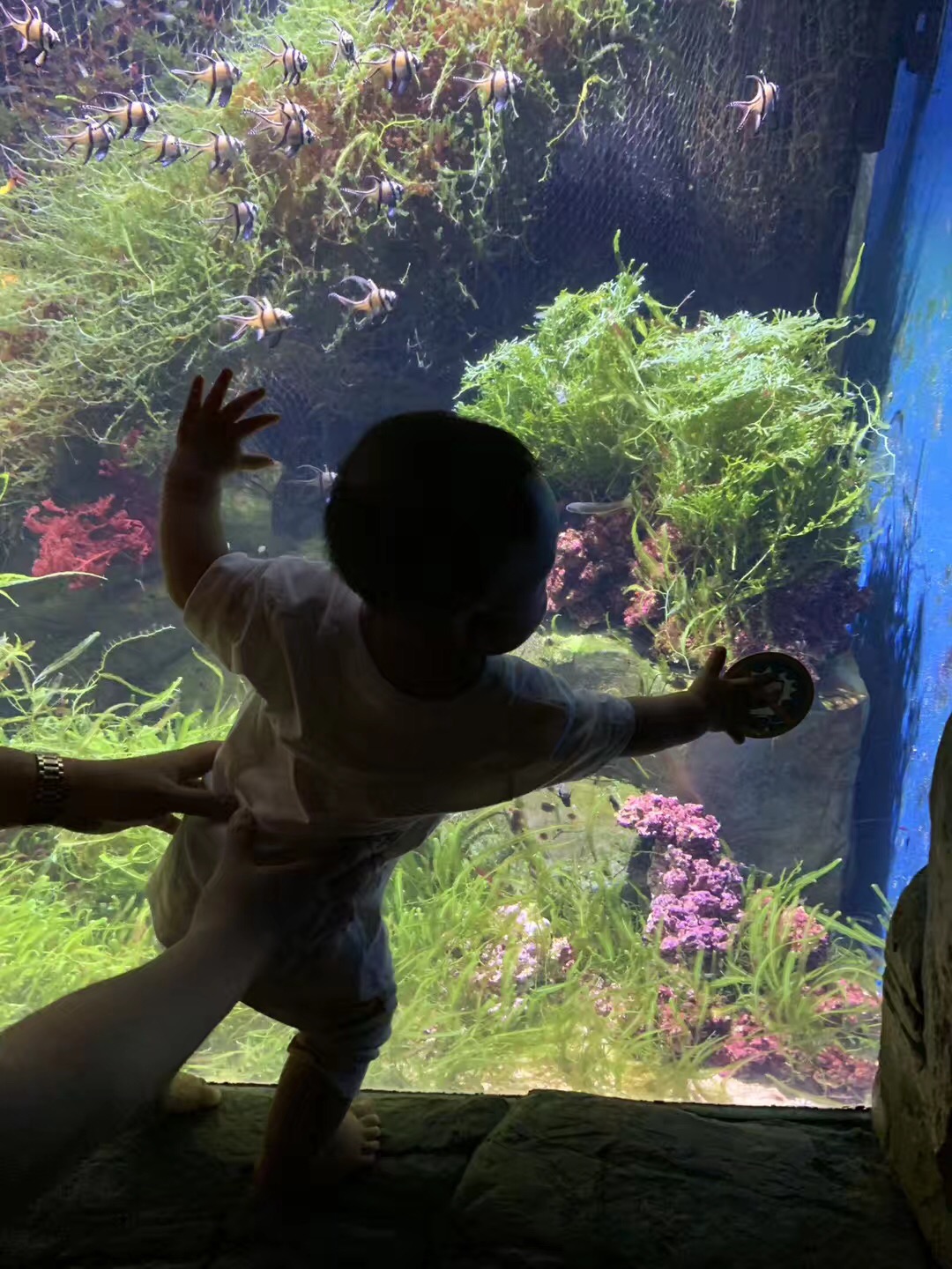 圣宝抖音,圣宝视频