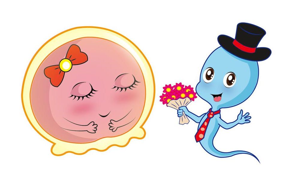 精子是通过什么方式和卵子结合的,精子经历什么才能与卵子结合