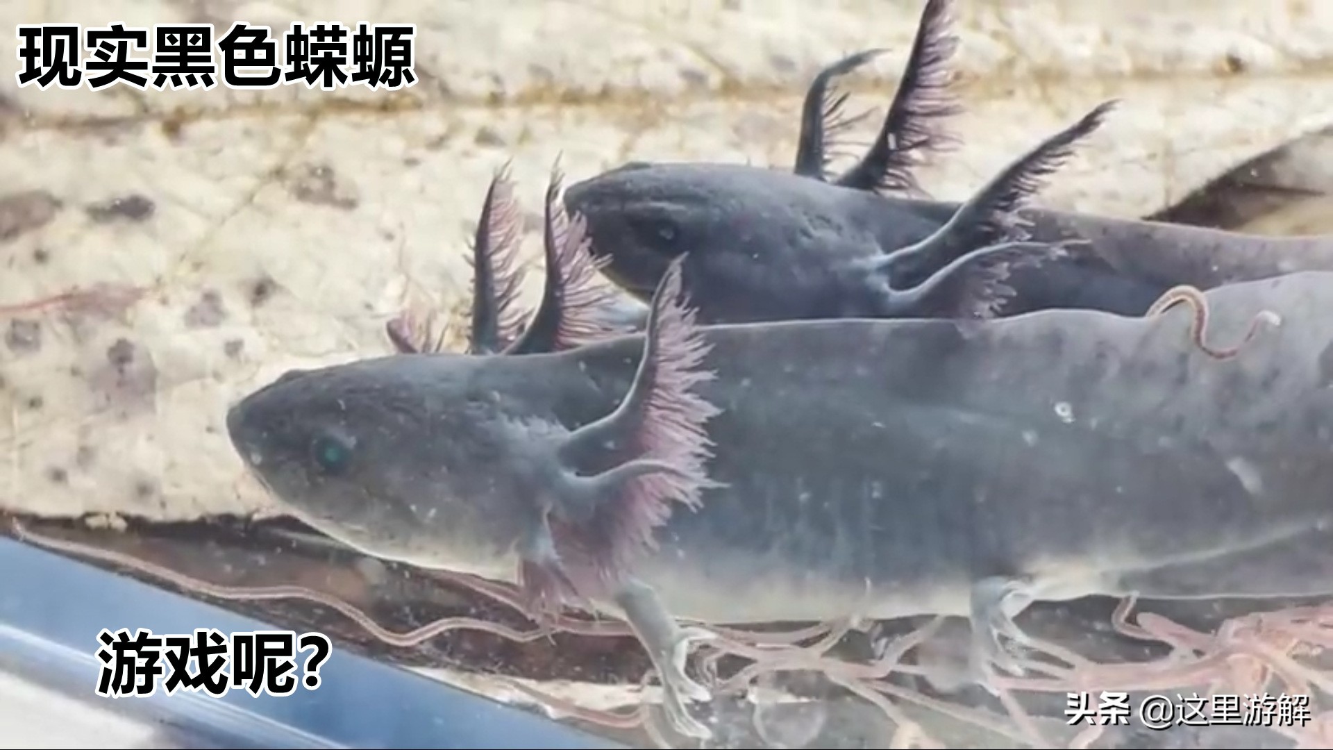 我的世界蝾螈在水里消失了,我的世界真实的蝾螈模组