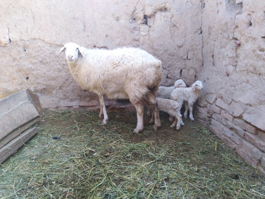 初生羔羊不排粪怎么办,初生母羊不给小羊吃奶怎么办