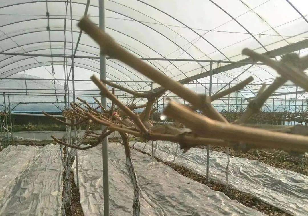 葡萄伤流怎样控制,葡萄伤流对葡萄有什么影响