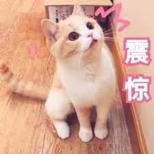 猫咪一直放屁怎么缓解,猫咪放屁怎么解决