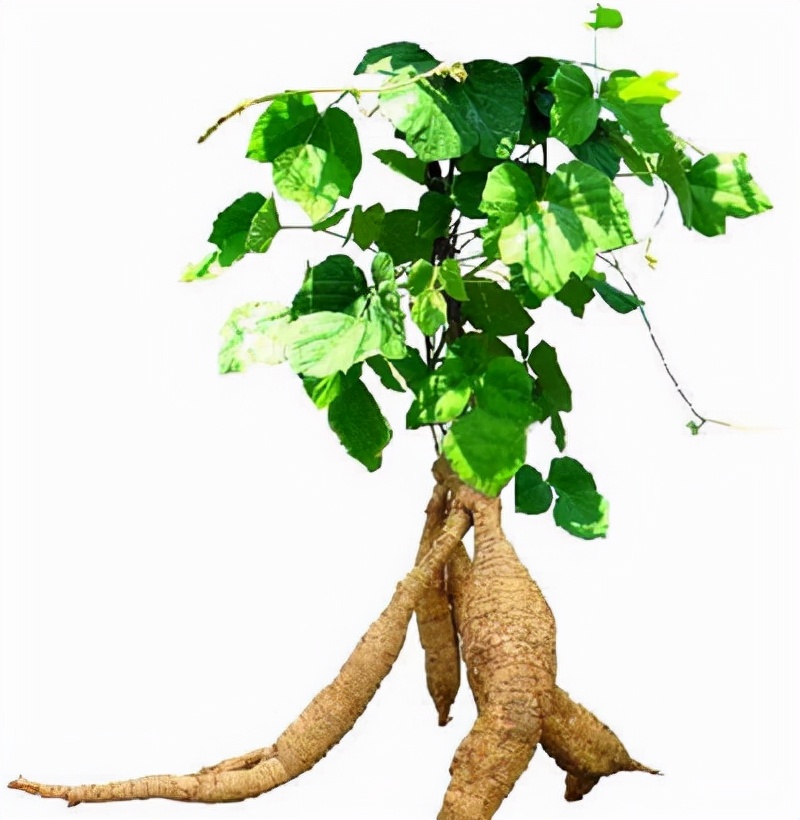 治胃下垂方剂,胃下垂喝什么汤最好