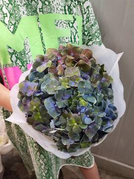 水培绣球寿命,水培绣球花多长时间能生根