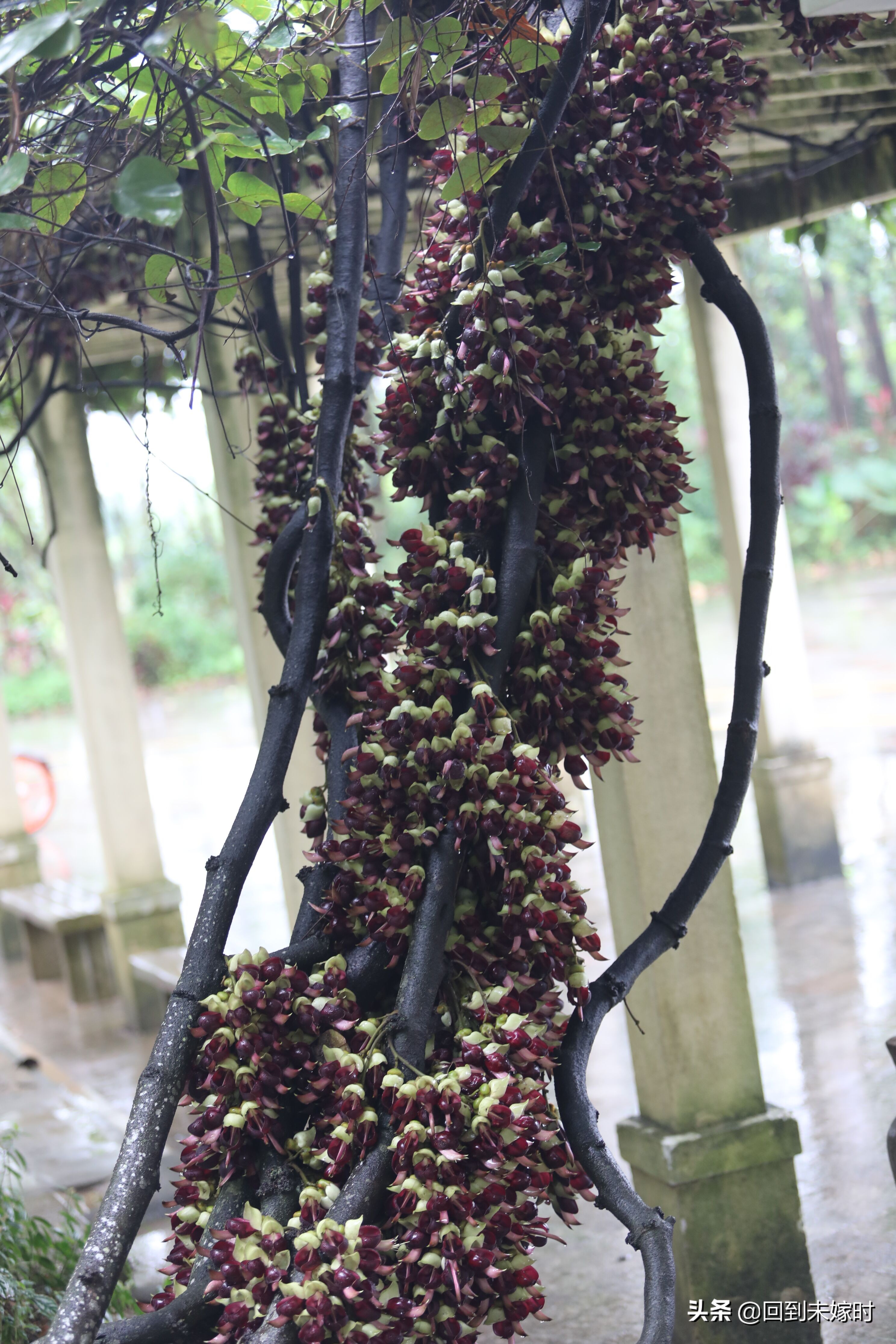 深圳东湖公园禾雀花,深圳东湖公园现在有花吗