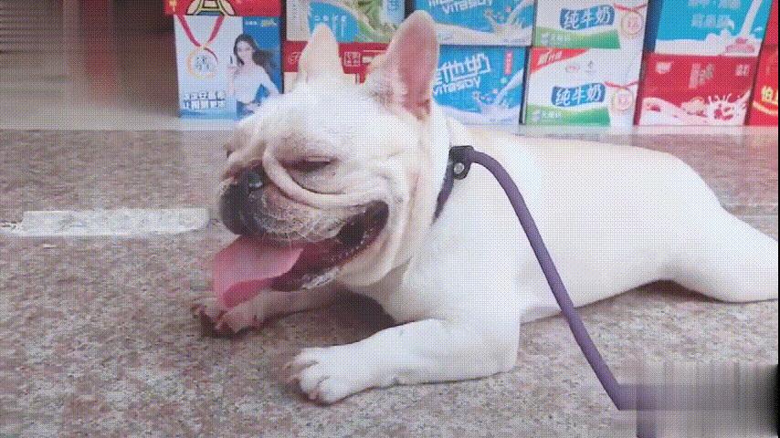 吉米老师英语26字母歌,吉米老师讲英语视频