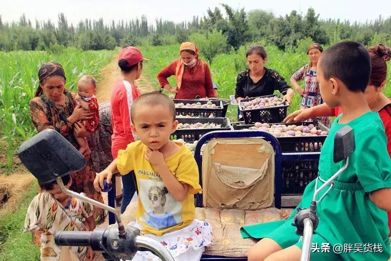 甜蜜多汁的新疆西梅你吃了吗,最顶级的西梅的味道