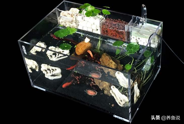 亚克力板鱼缸能养斗鱼吗,亚克力鱼缸养斗鱼
