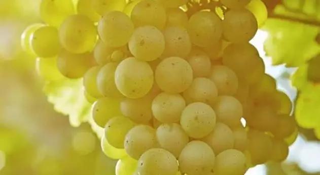 张裕白兰地年销售,张裕高端白兰地新品