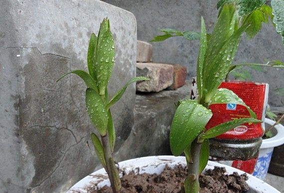 百合花花谢后可以挖出来移栽吗,百合花花谢了还会二次开花吗