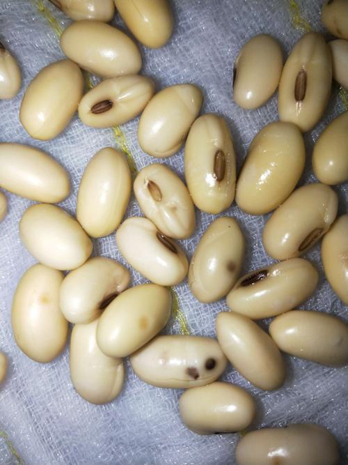 四年级上册第三单元观察日记400字,四年级三单元习作观察日记怎么写