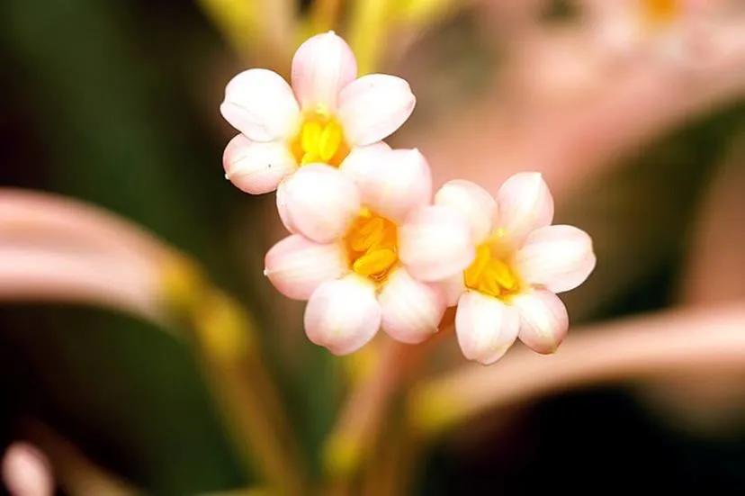 密友解除会有什么影响,密友解除自己还能恢复吗