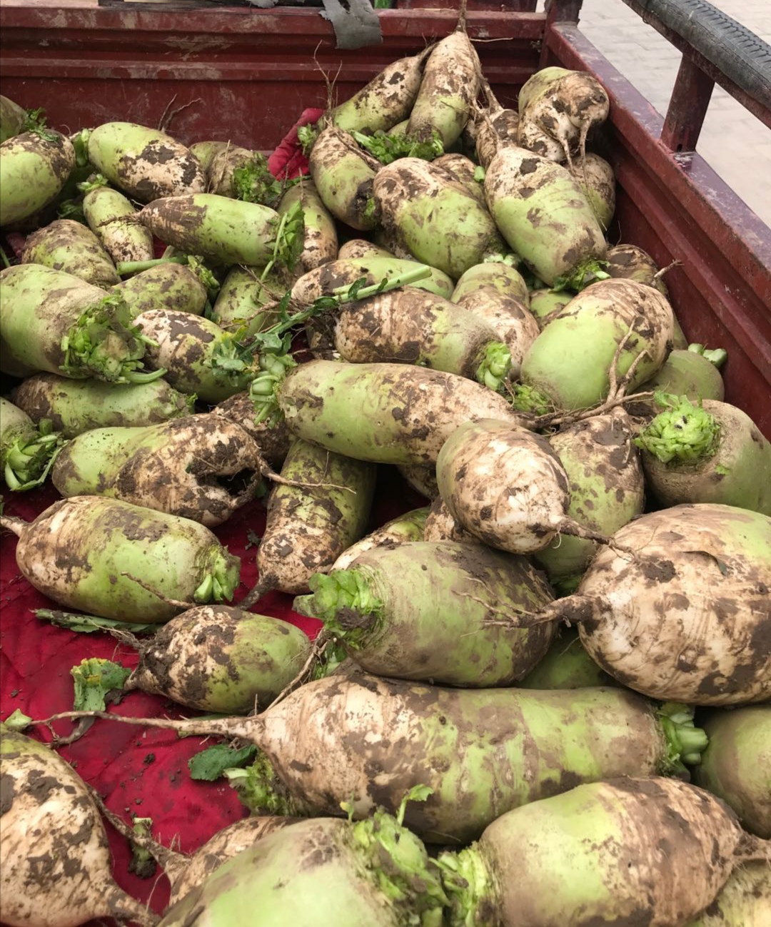 汤阴瓦岗:扶贫路上无小事一颗萝卜见初心