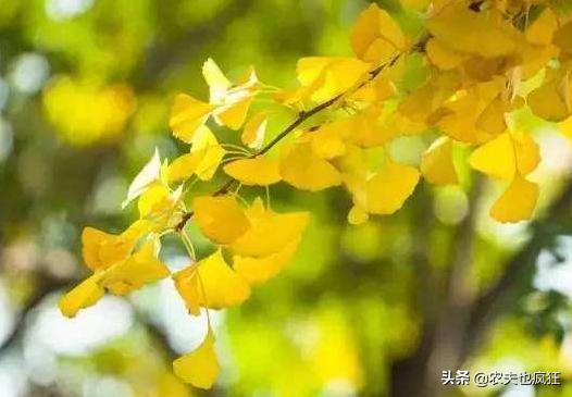 立秋夏已尽秋将至,立秋有雨样样收全文